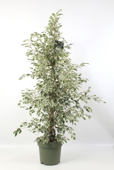 <h4>Ficus Starlight</h4>