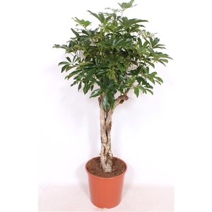 Schefflera arboricola 'Compacta'