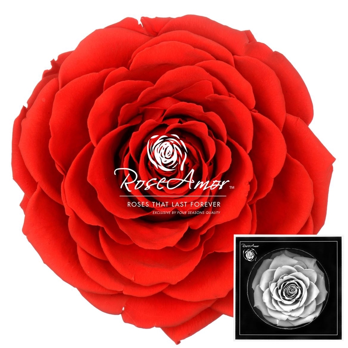 <h4>Bonita Red02</h4>