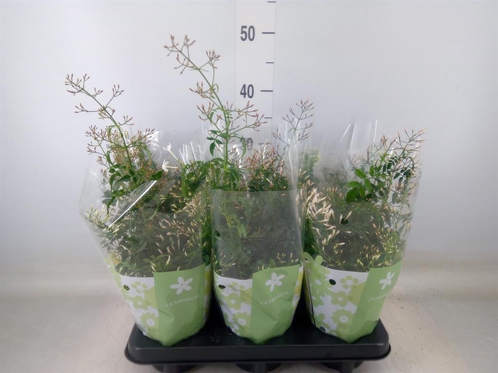 <h4>Jasminum polyanthum</h4>