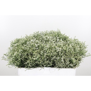 Lim Sin Clear Diamon