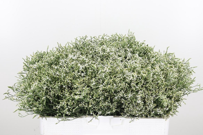 <h4>Lim Sin Clear Diamon</h4>