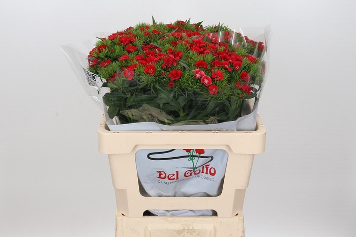 Di Ba Aldo Red
