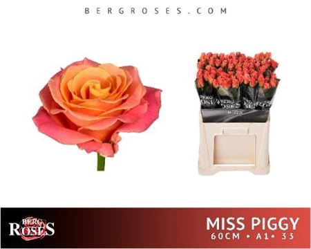 <h4>R Gr Miss Piggy+</h4>