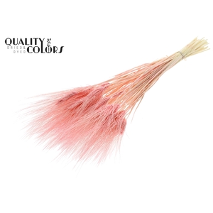 Triticum Beard per bunch Intense Light Pink