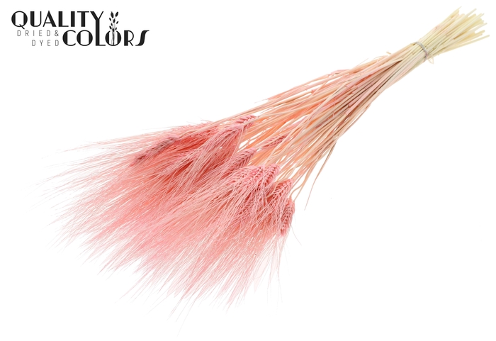 Triticum Beard per bunch Bleached Light Pink
