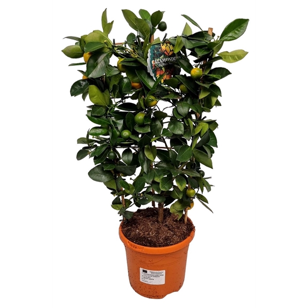 <h4>Citrus Calamondin Grafted Trellis</h4>