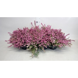 Erica darley. 'Kramer's Rote'