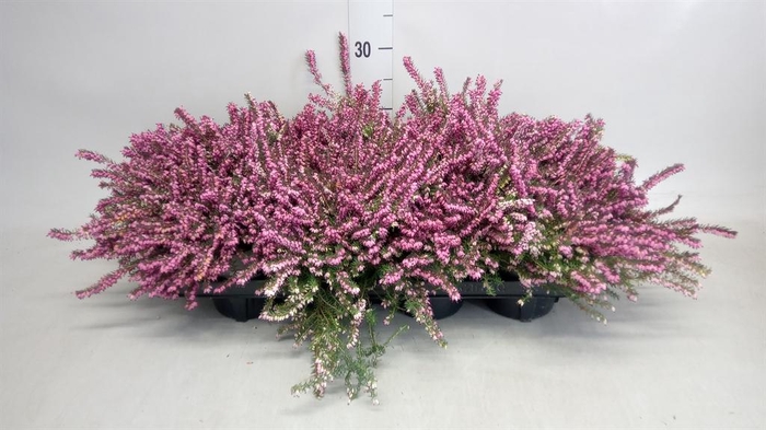 <h4>Erica darley. 'Kramer's Rote'</h4>