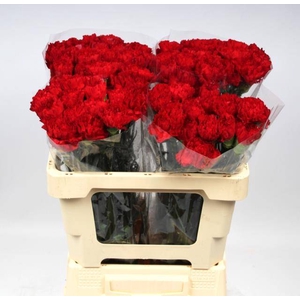 DI ST DON PEDRO chambre