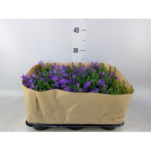 Campanula porten. 'Blueone'