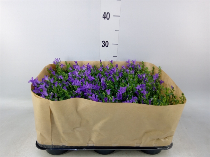 <h4>Campanula porten. 'Blueone'</h4>