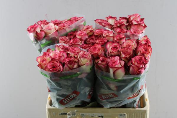 <h4>R Gr Paloma L60</h4>