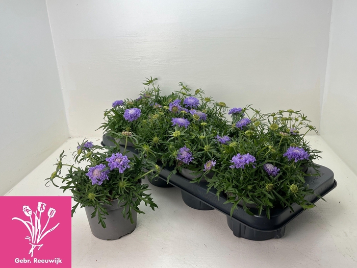 <h4>SCAB JAP RITZ BLUE</h4>