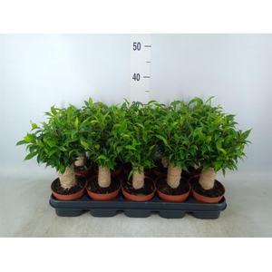 Ficus benja. 'Natasja'