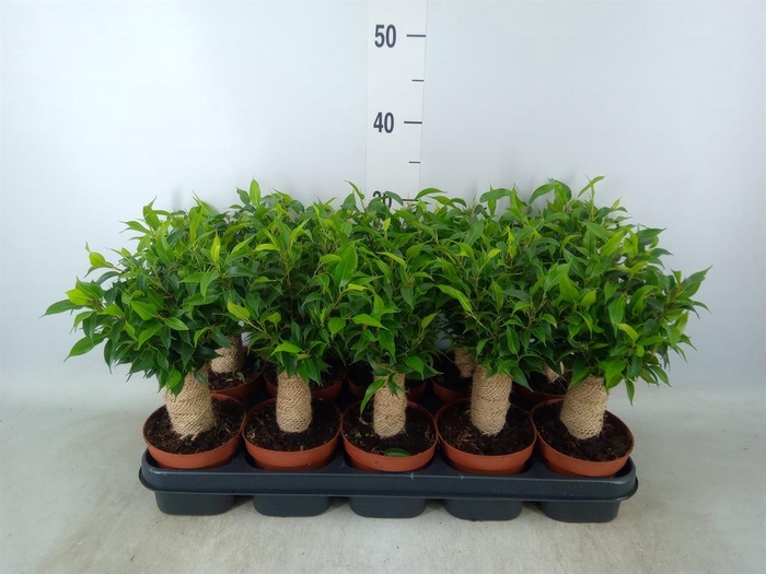 <h4>Ficus benja. 'Natasja'</h4>