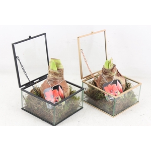 arr4 Amaryllis MB - Glazen kistje 338/8