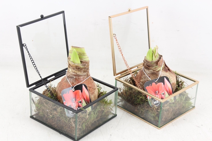 <h4>arr4 Amaryllis MB - Glazen kistje 338/8</h4>