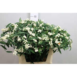 Euph F T Quicksilver