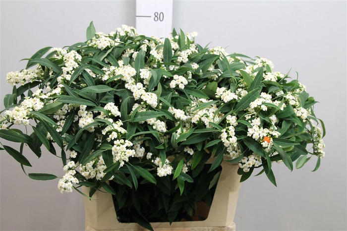 <h4>Euph F T Quicksilver</h4>