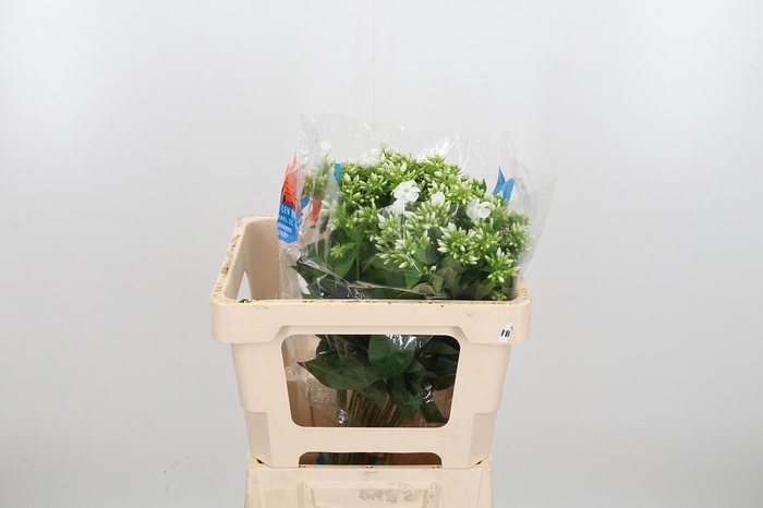 <h4>Phlox P Whitecap</h4>