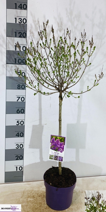 <h4>Syri Pat Miss Kim</h4>