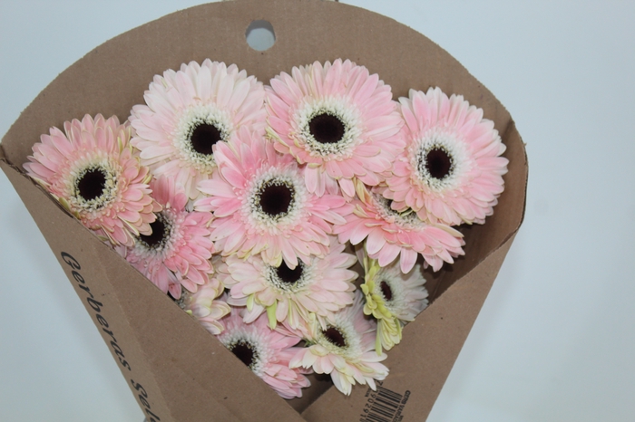 <h4>GERBERA DIABLO < 050 CM > 10 CM DIAM</h4>