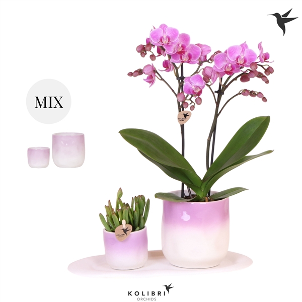 <h4>Kolibri Gift Set small Gradience</h4>