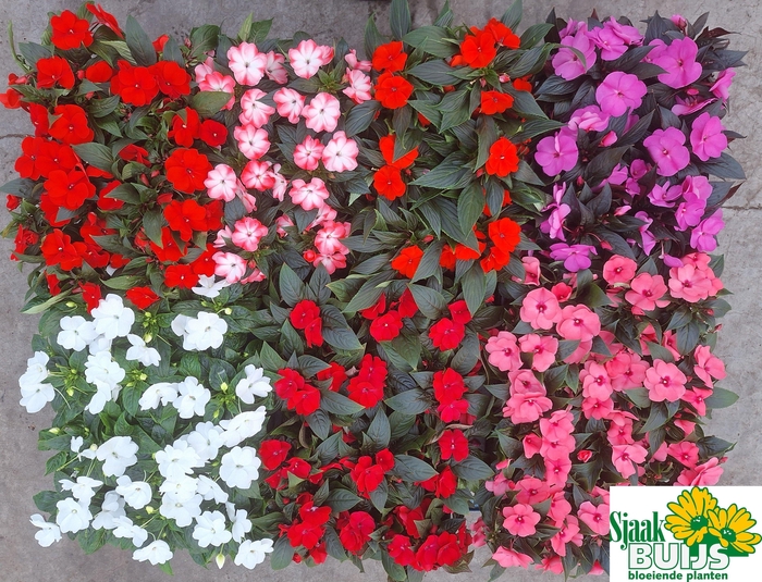 <h4>IMPAT NG GEM 6 KL</h4>