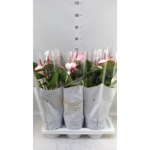 Anthurium  'Pr. Amalia Elegance'