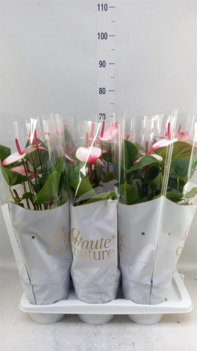 <h4>Anthurium  'Pr. Amalia Elegance'</h4>