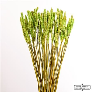 Dried Celosia Green Bunch Slv