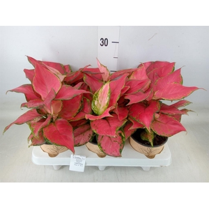 Aglaonema   ...