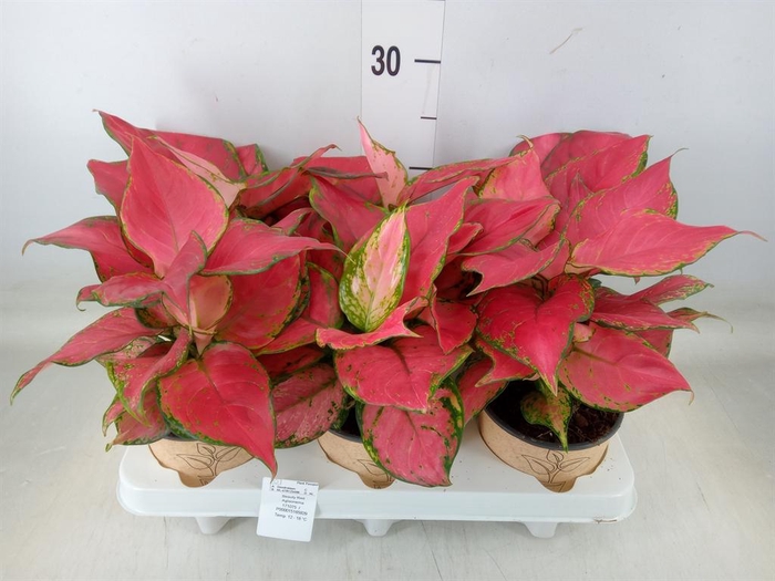 <h4>Aglaonema   ...</h4>
