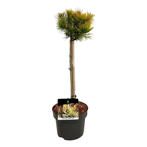 Pinus mugo 'Winter Gold'