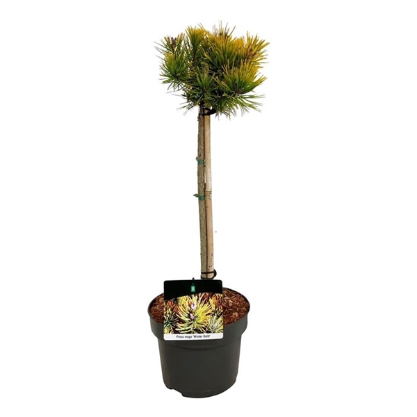 <h4>Pinus mugo 'Winter Gold'</h4>