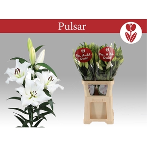 LI OT PULSAR