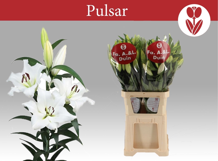 <h4>LI OT PULSAR</h4>