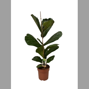 Ficus lyrata