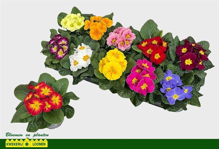 arr8 Prim Ac Paradiso Gem