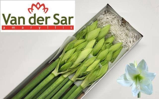 <h4>Hipp Ga Albarino</h4>