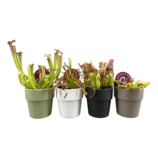 <h4>Vleesetende planten mix 5,5 cm in sierpot</h4>