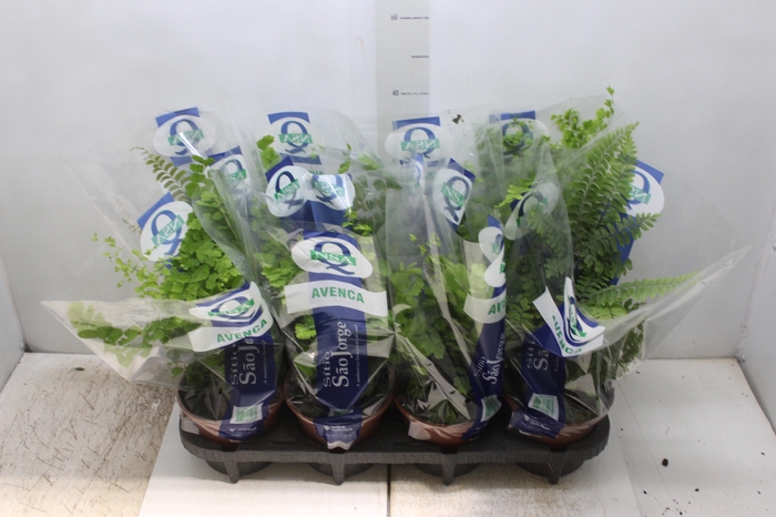 <h4>AVENCA VARIADA P15</h4>