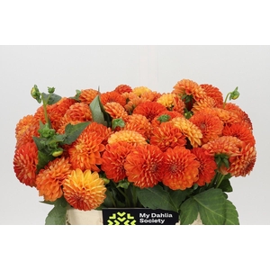 Dahlia Souvenir Dete