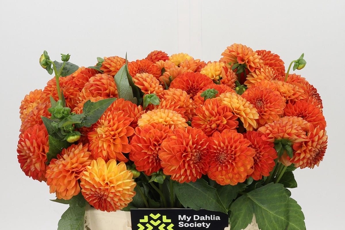 <h4>Dahlia Souvenir Dete</h4>