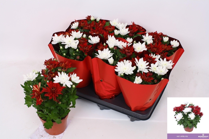 <h4>CHRYS CHRYSTAL GEM</h4>