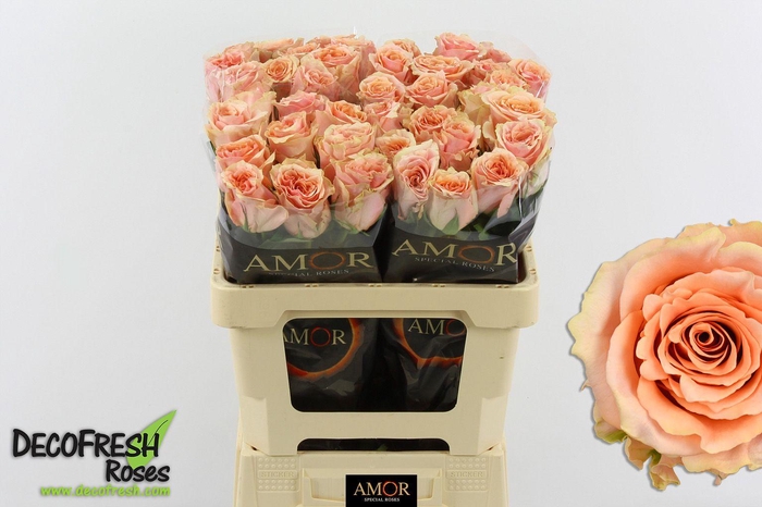 <h4>R Gr Verona</h4>