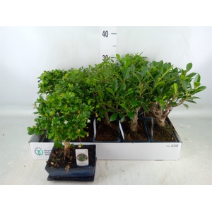 Bonsai   ...mix