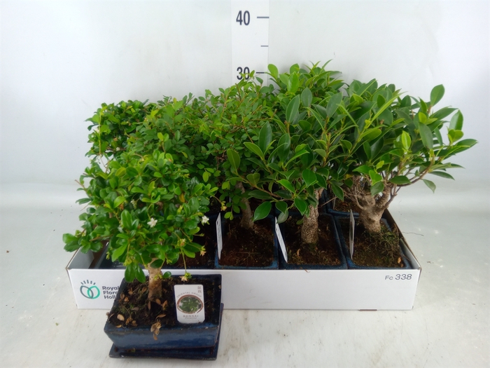 <h4>Bonsai   ...mix</h4>