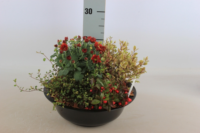 <h4>ARR TUINPLANTEN</h4>